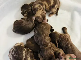 Cockapoo dogs DNA CLEAR, Merle Cockapoos, Ready 6th Novemeber - Advert 1