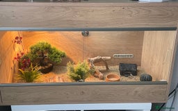 Leopard Gecko reptiles for sale: Female leopard gecko  - Image 6