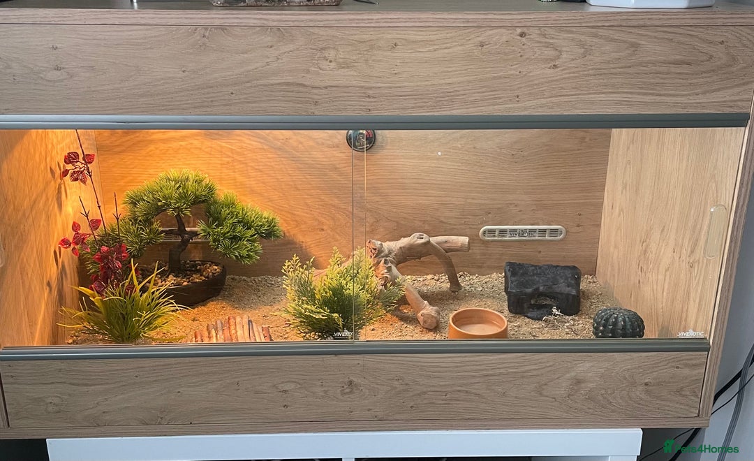 Leopard Gecko reptiles for sale: Female leopard gecko  - Image 6