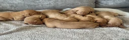 Hungarian Vizsla dogs for sale: OUR BEAUTIFUL GIRL HAS HAD 8 KC REG PUPS - Advert 4
