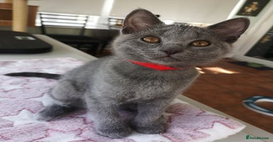 Chartreux cats - Advert 6