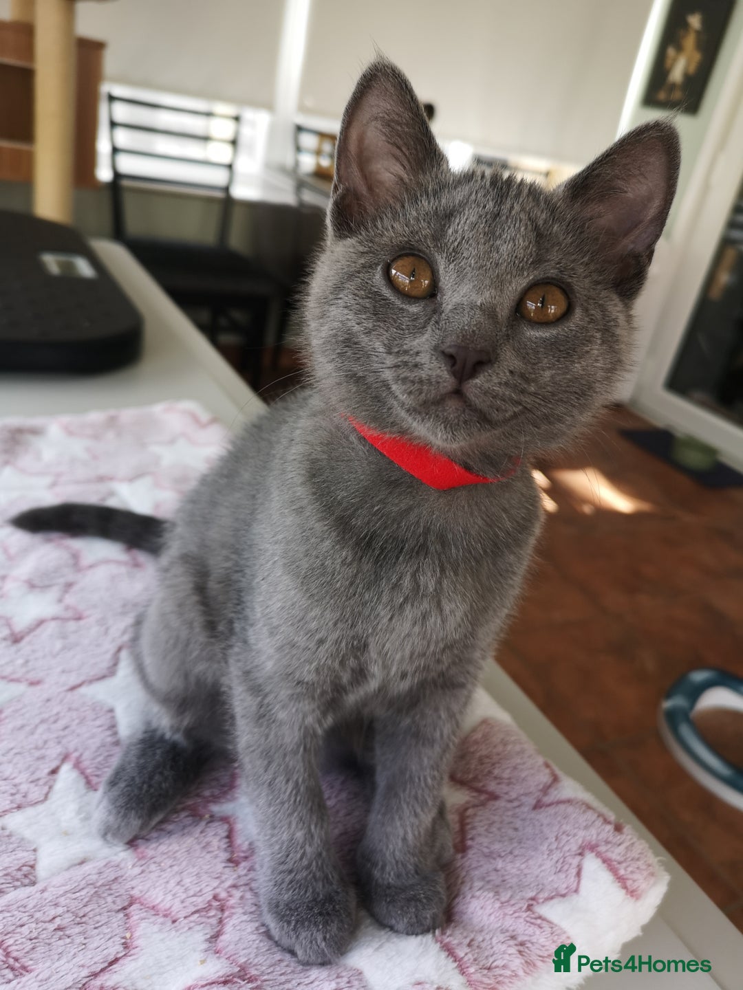 Chartreux cats for sale: Chartreux kittens 1 boy & 1 girl - Image 3