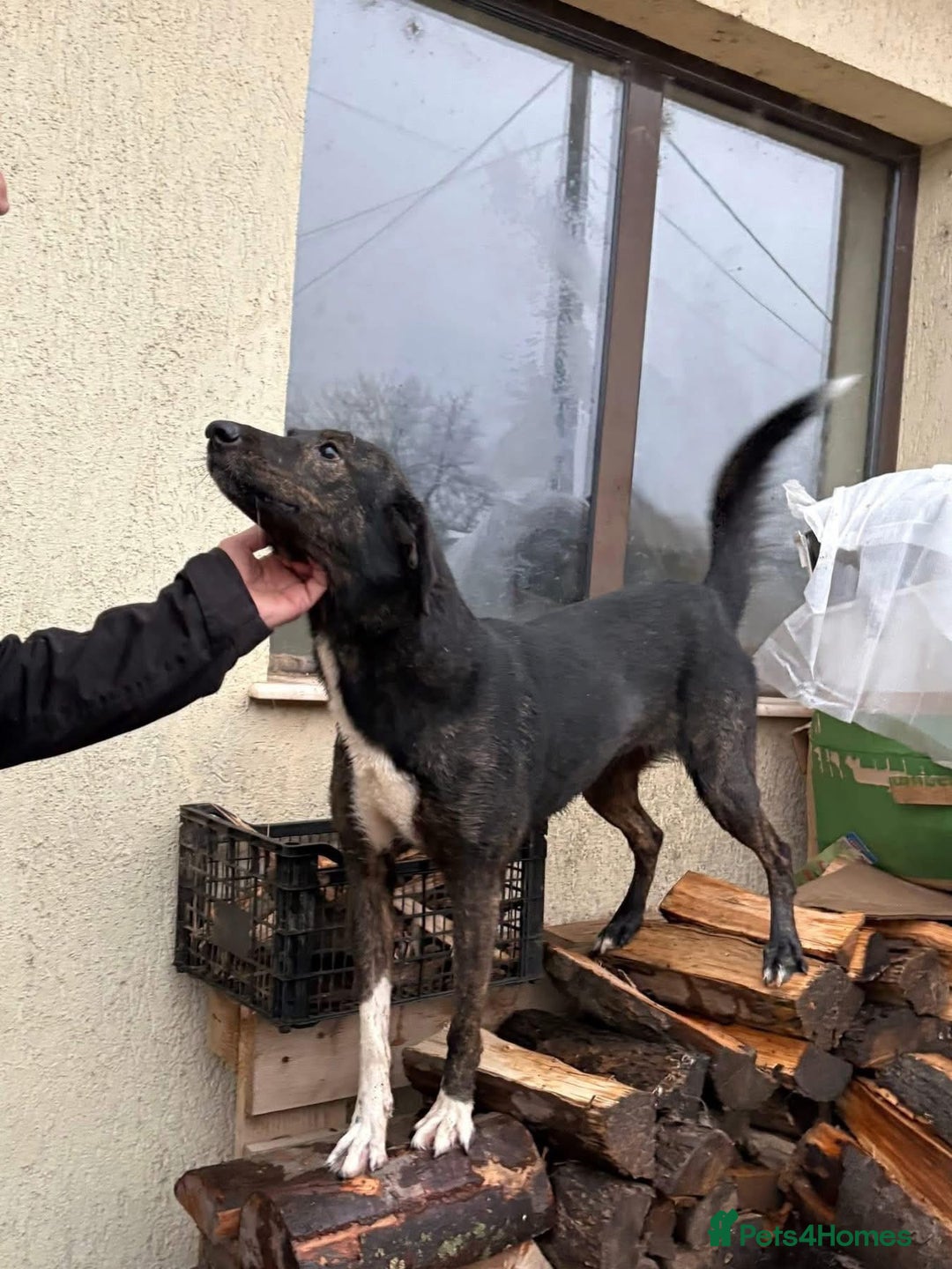 Mixed Breed dogs for adoption: Bonnie (Bokri) Norwich Norfolk  - Advert 17