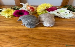 British Shorthair cats for sale: 5 TICA BRITISH SHORTHAIRED KITTENS - Image 2