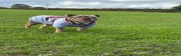English Bulldog dogs for sale: Bella 3 years old - Advert 3