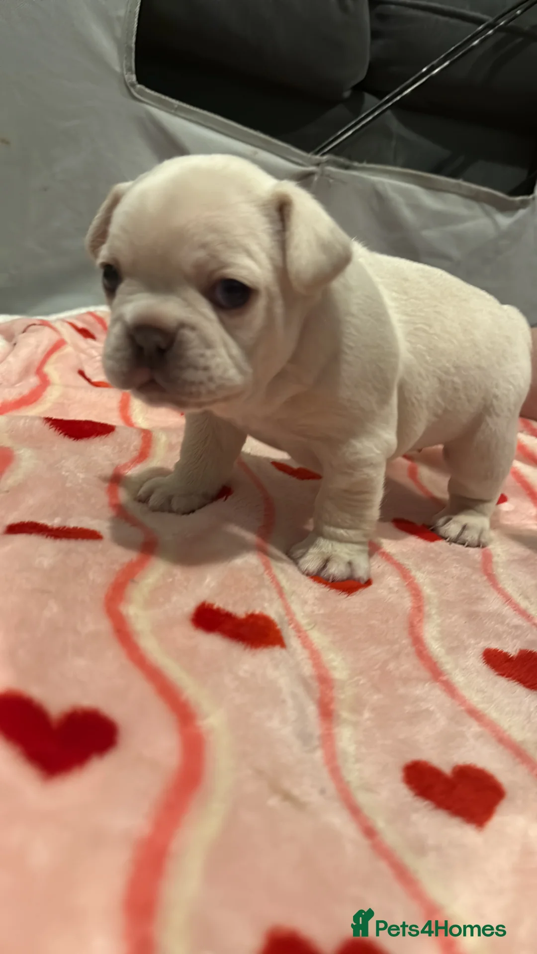 French Bulldog dogs for sale: Platinum girl for sale in North Walsham - Advert 4
