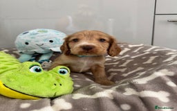 Cocker Spaniel dogs for sale: 🐾Exceptional Show Cocker Spaniels🐾 - Image 2