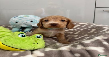 Cocker Spaniel dogs - Advert 2