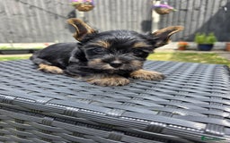Yorkshire Terrier dogs for sale: Yorkshire Terrier Puppies Ready Now - Image 17