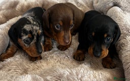 Miniature Dachshund dogs for sale: Gorgeous KC Miniature Dachshunds  - Image 1