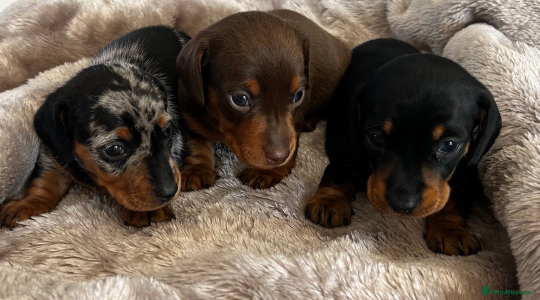 Miniature Dachshund dogs for sale: Gorgeous KC Miniature Dachshunds  - Image 1