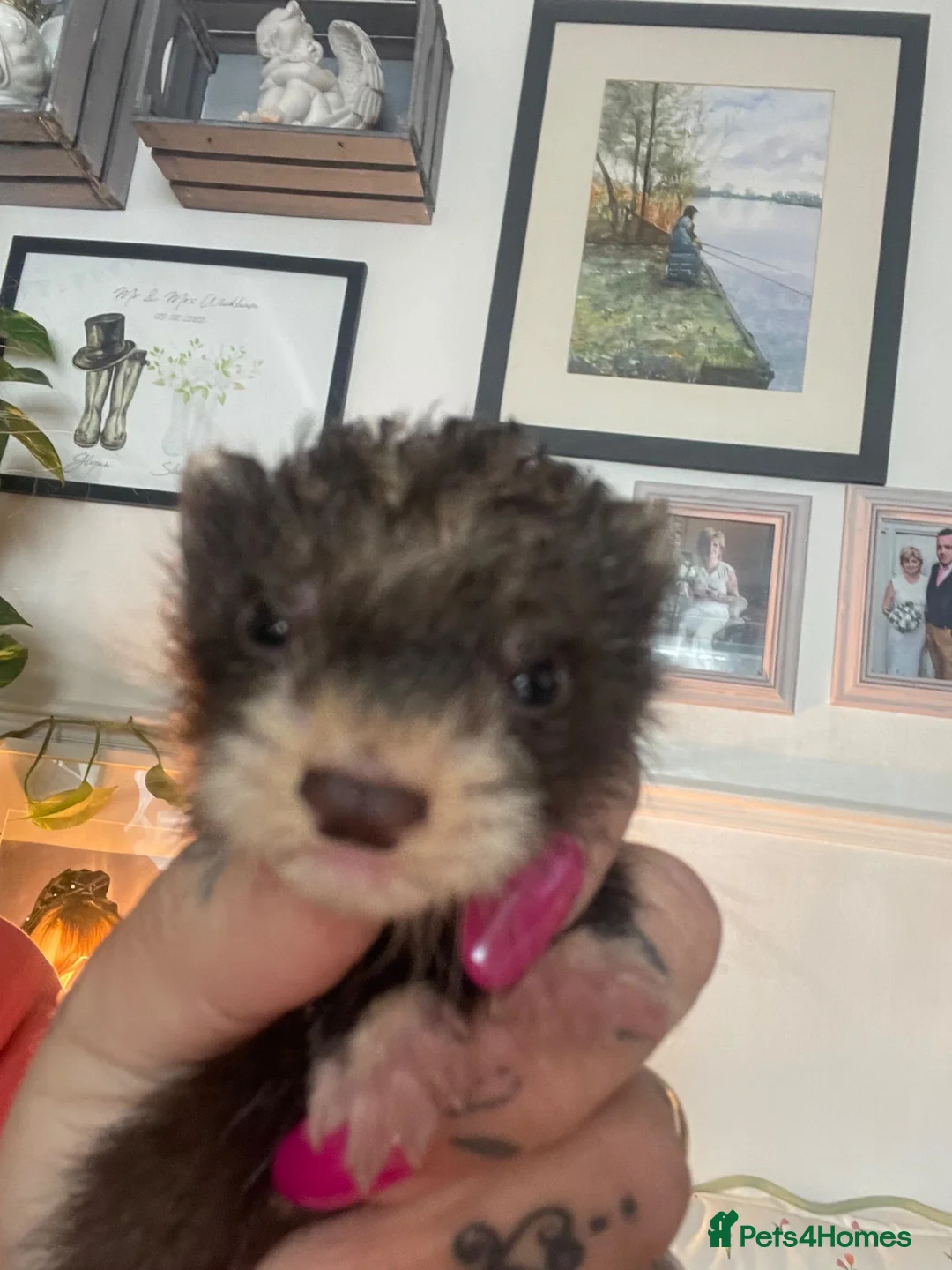Ferret rodents for sale: Micro cross in Street - Advert 2