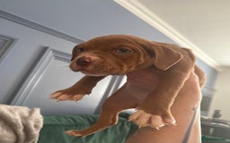American Bully dogs for sale: Price Drop American pocket x American bully pups  in Bathgate - Image 25
