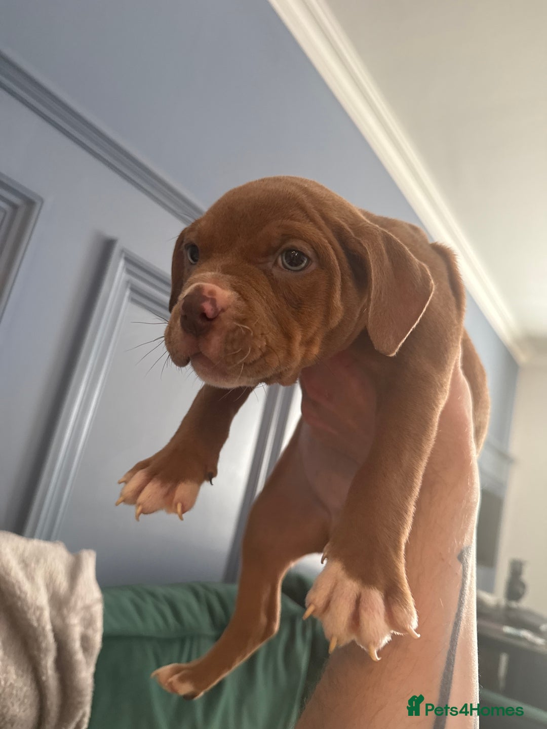 American Bully dogs for sale: Price Drop American pocket x American bully pups  in Bathgate - Image 25