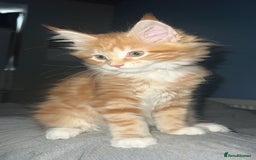Maine Coon cats for sale: 2 Ginger Maine Coon females  - Image 7