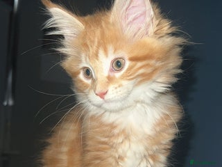 Maine Coon cats 2 Ginger Maine Coon females - Advert 15