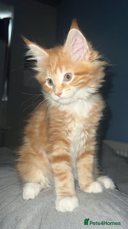 Maine Coon cats 2 Ginger Maine Coon females - Advert 5