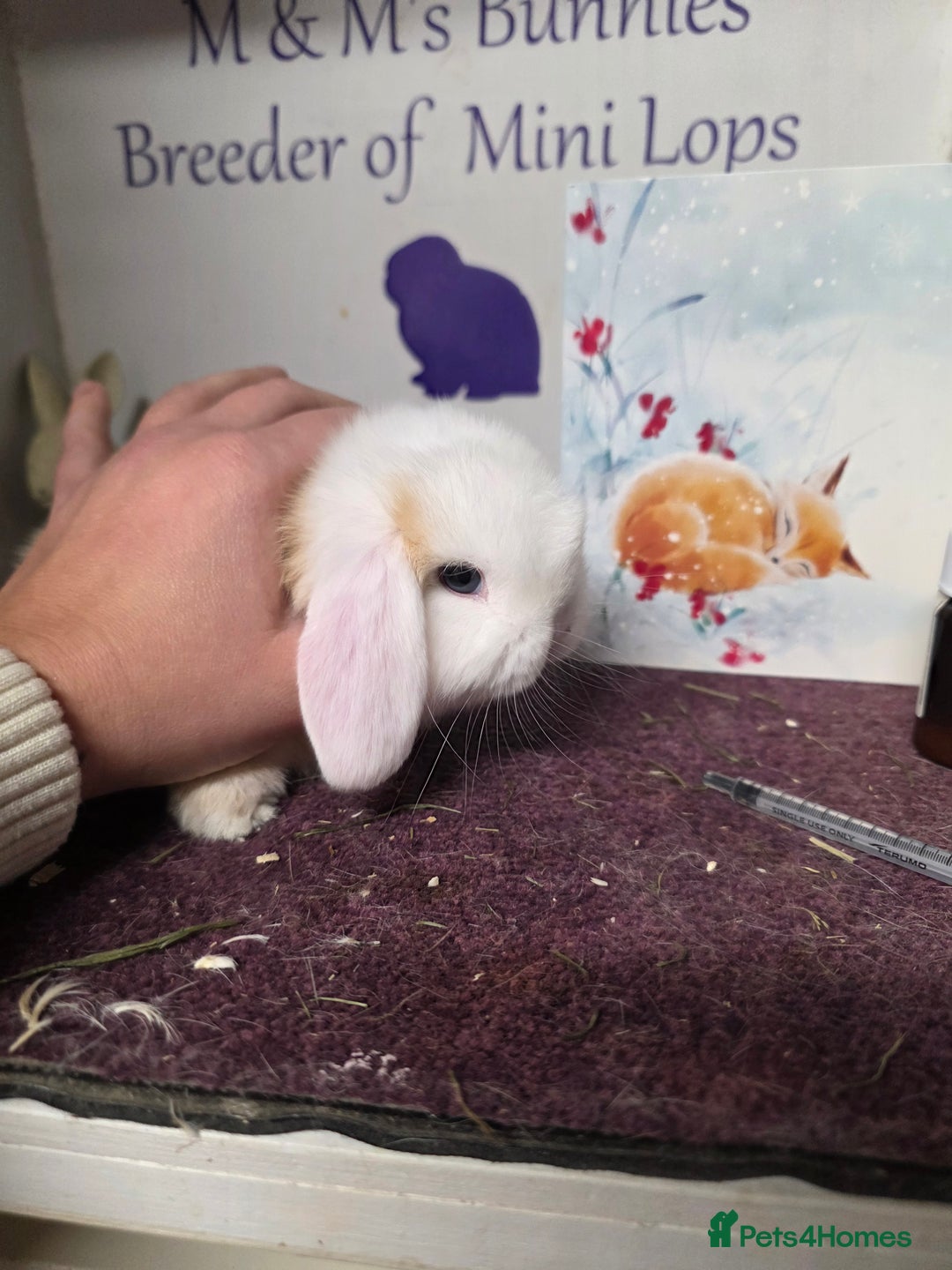 Mini Lop rabbits for sale: 3 Mini Lop boys  - Advert 1