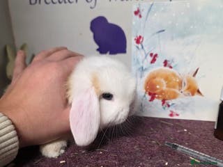 Mini Lop rabbits 3 Mini Lop boys - Advert 12