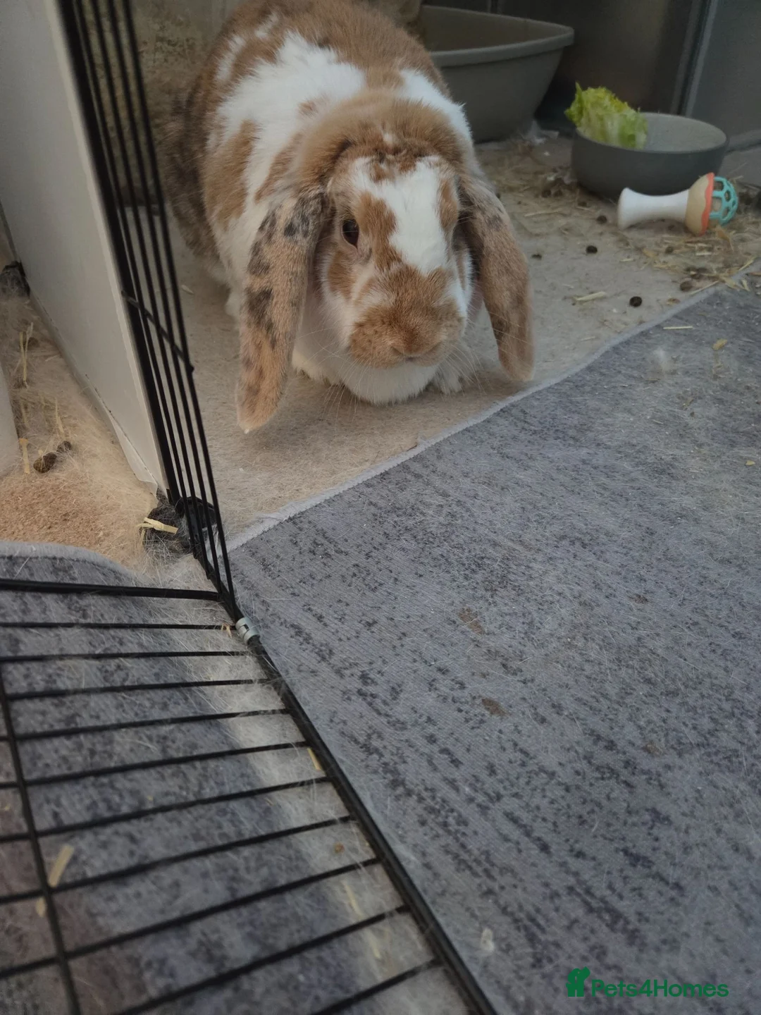 French Lop rabbits for sale: French lop (indoor) female rabbit in Shoreham-by-Sea - Advert 4