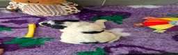Saint Berdoodle dogs for sale: Miniature F1b Saint Bernadoodles  - Advert 14