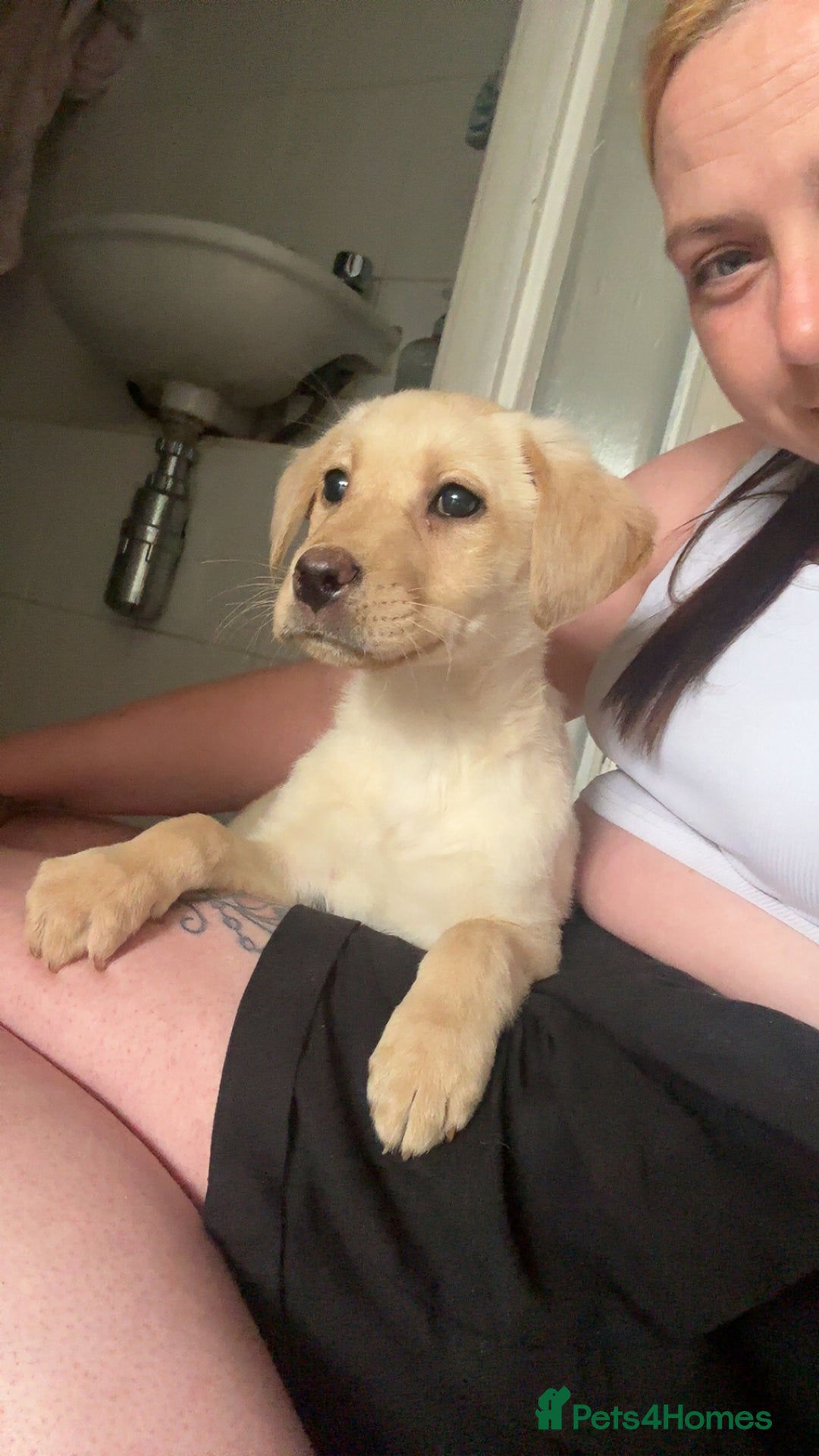 Labrador Retriever dogs for sale: Labrador Retriever - Image 6