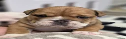 English Bulldog dogs for sale: Seehurst bulldogs  in Tamworth - Advert 5