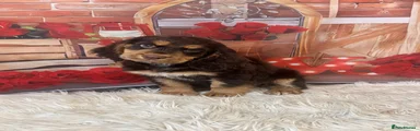 Cocker Spaniel 1