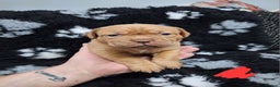 Dogue De Bordeaux dogs for sale: READY TO LEAVE! Stunning Dogue De Bordeaux Puppies - Advert 37