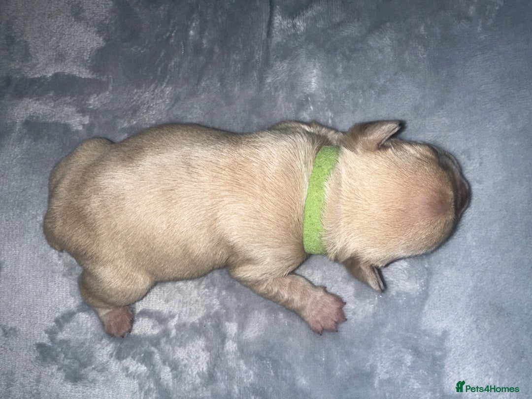 French Bulldog dogs for sale: DWKC French bulldog puppies - Advert 9