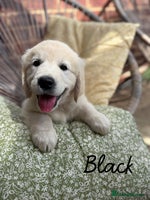 Golden Retriever dogs - Advert 1