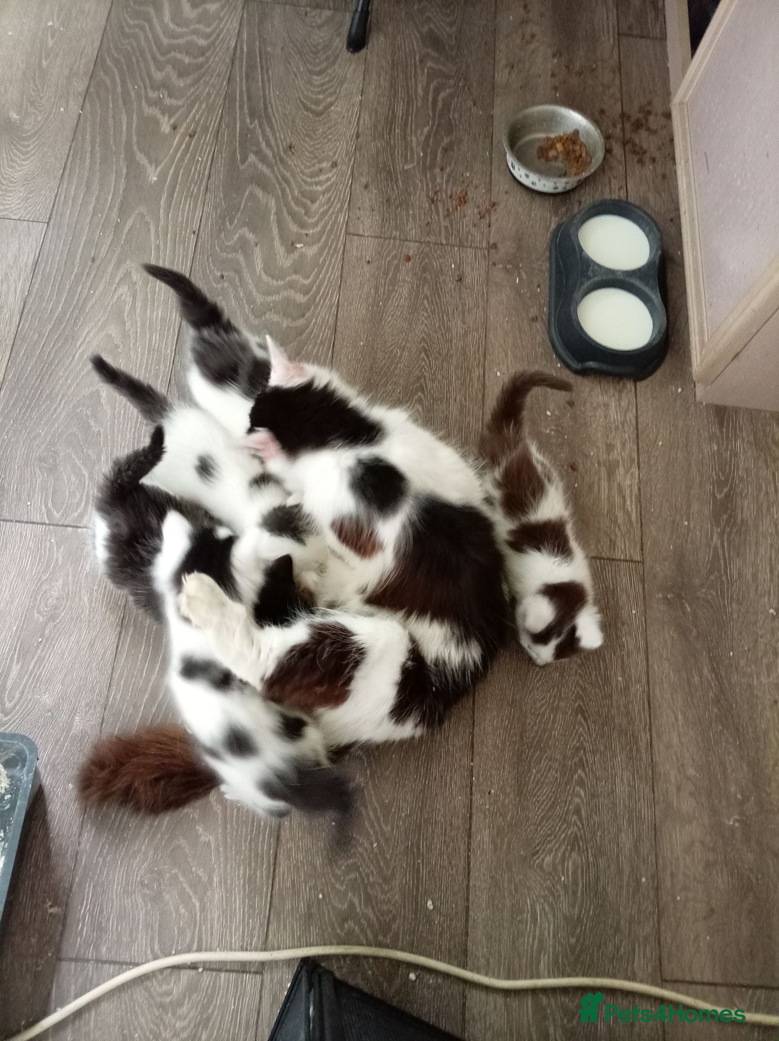 Mixed Breed cats 3 very cut kittens  - Advert 11