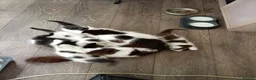 Mixed Breed cats for sale: 3 very cut kittens  - Advert 1