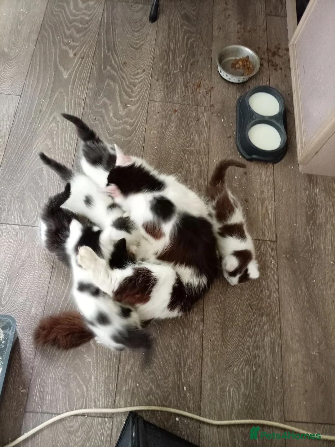 Mixed Breed cats for sale: 3 very cut kittens  - Advert 1