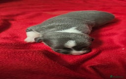 Whippet dogs for sale: KC HEART AND HEALTH TESTED WHIPPETS - Image 8