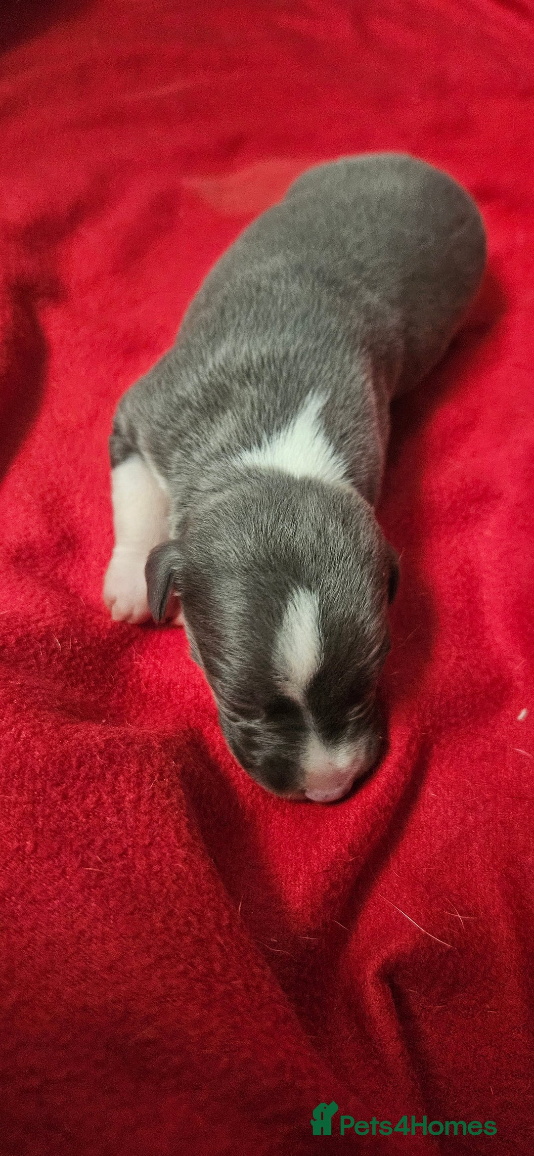 Whippet dogs for sale: KC HEART AND HEALTH TESTED WHIPPETS - Image 8
