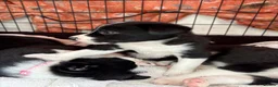 Mixed Breed dogs for sale: 1 beautiful Collie x Kelpie pup left🐶 - Advert 10