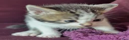 Mixed Breed cats for sale:     Tiny kitten Paws Looking for Homes 🏡 - Advert 8