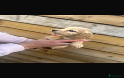 Cockapoo dogs for sale: COCKAPOO PUPPIES  - Advert 5