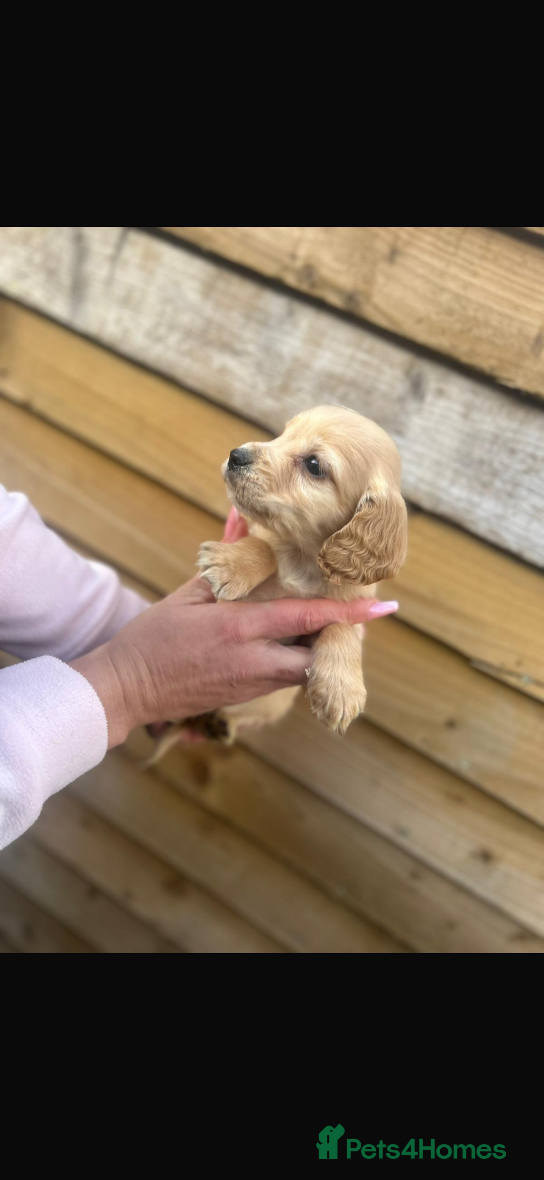 Cockapoo dogs for sale: COCKAPOO PUPPIES  - Advert 5