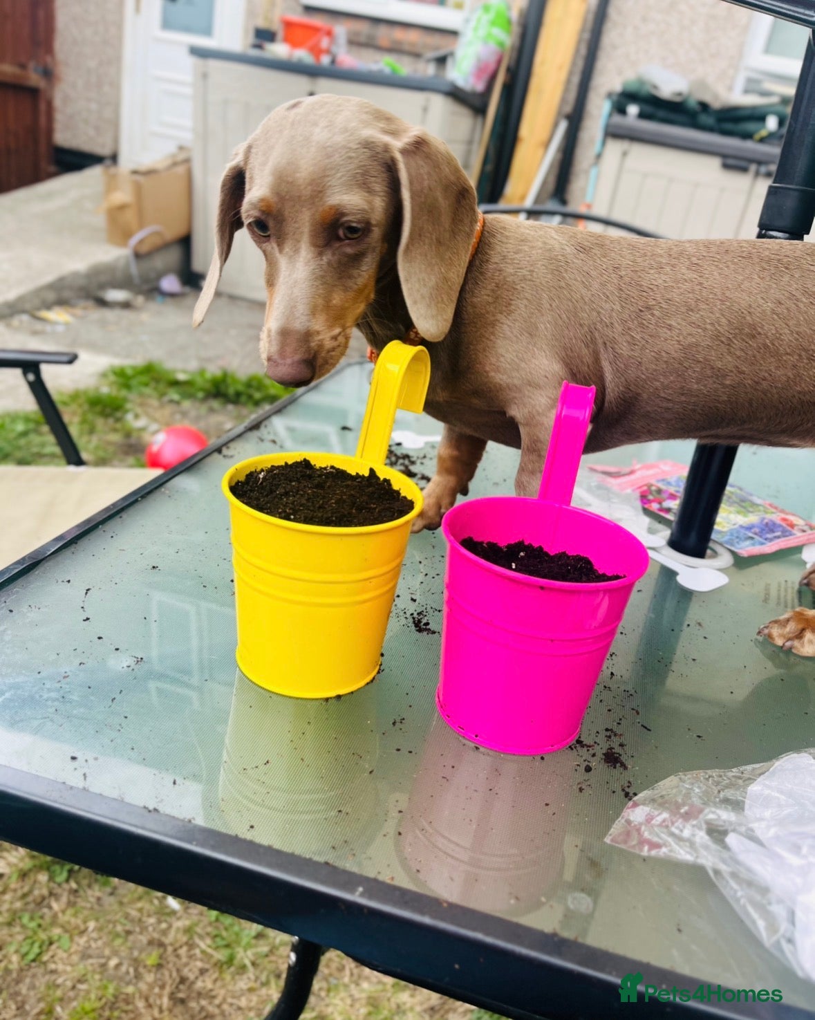 Miniature Dachshund dogs Miniature Isabella & tan dachshund female  - Advert 1