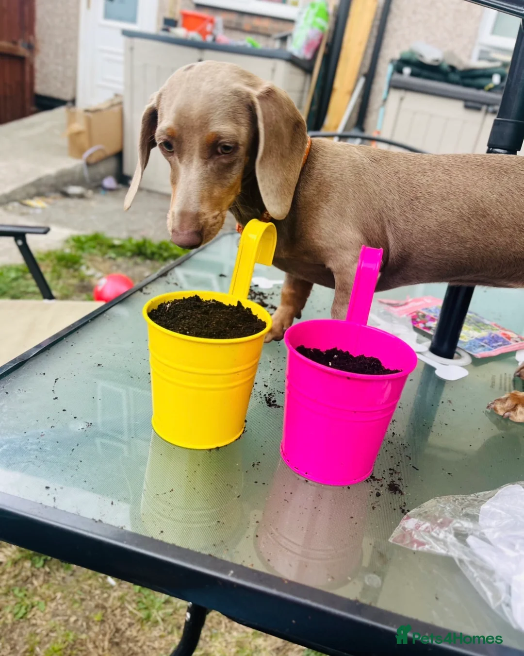 Miniature Dachshund dogs for sale: Miniature Isabella & tan dachshund female  - Advert 1