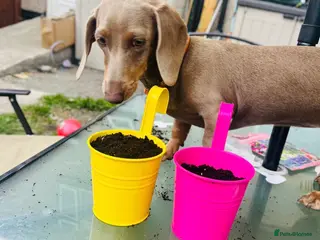 Miniature Dachshund dogs Miniature Isabella & tan dachshund female - Advert 1