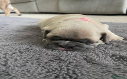 Mixed Breed dogs for sale: Frenchie x frug in Grimsby - Image 3