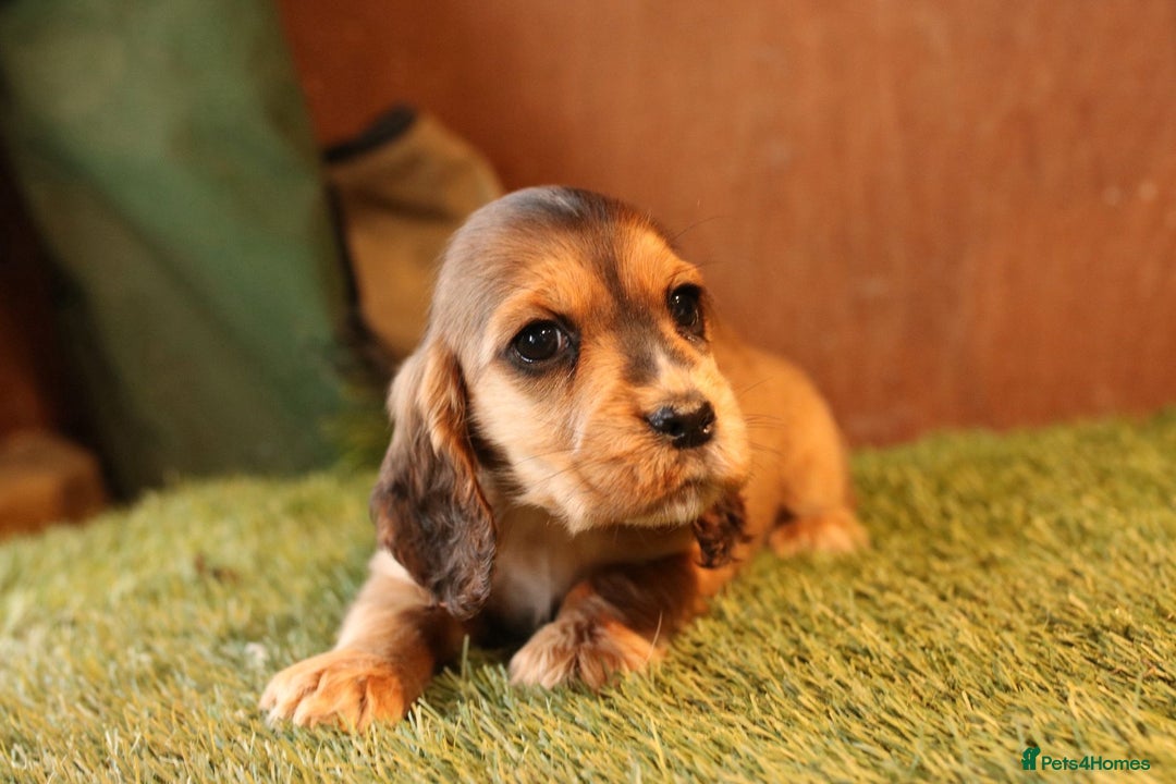 Cocker Spaniel dogs for sale: Stunning litter of show type cocker spaniels - Advert 11