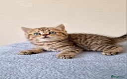British Shorthair cats for sale: 3 beautiful british shorthair kittens 🥰 - Image 3