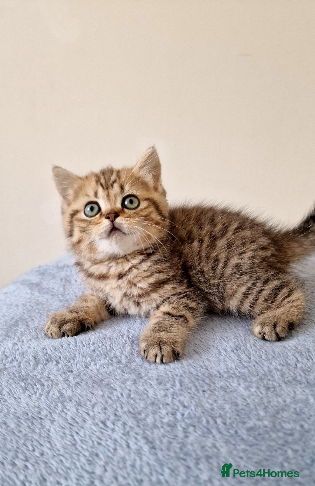British Shorthair cats for sale: 3 beautiful british shorthair kittens 🥰 - Image 3
