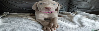  Puppy 9