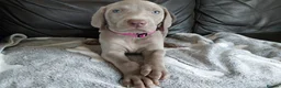 Weimaraner dogs for sale: KC reg Weimaraner puppies ready to leave now - Advert 4