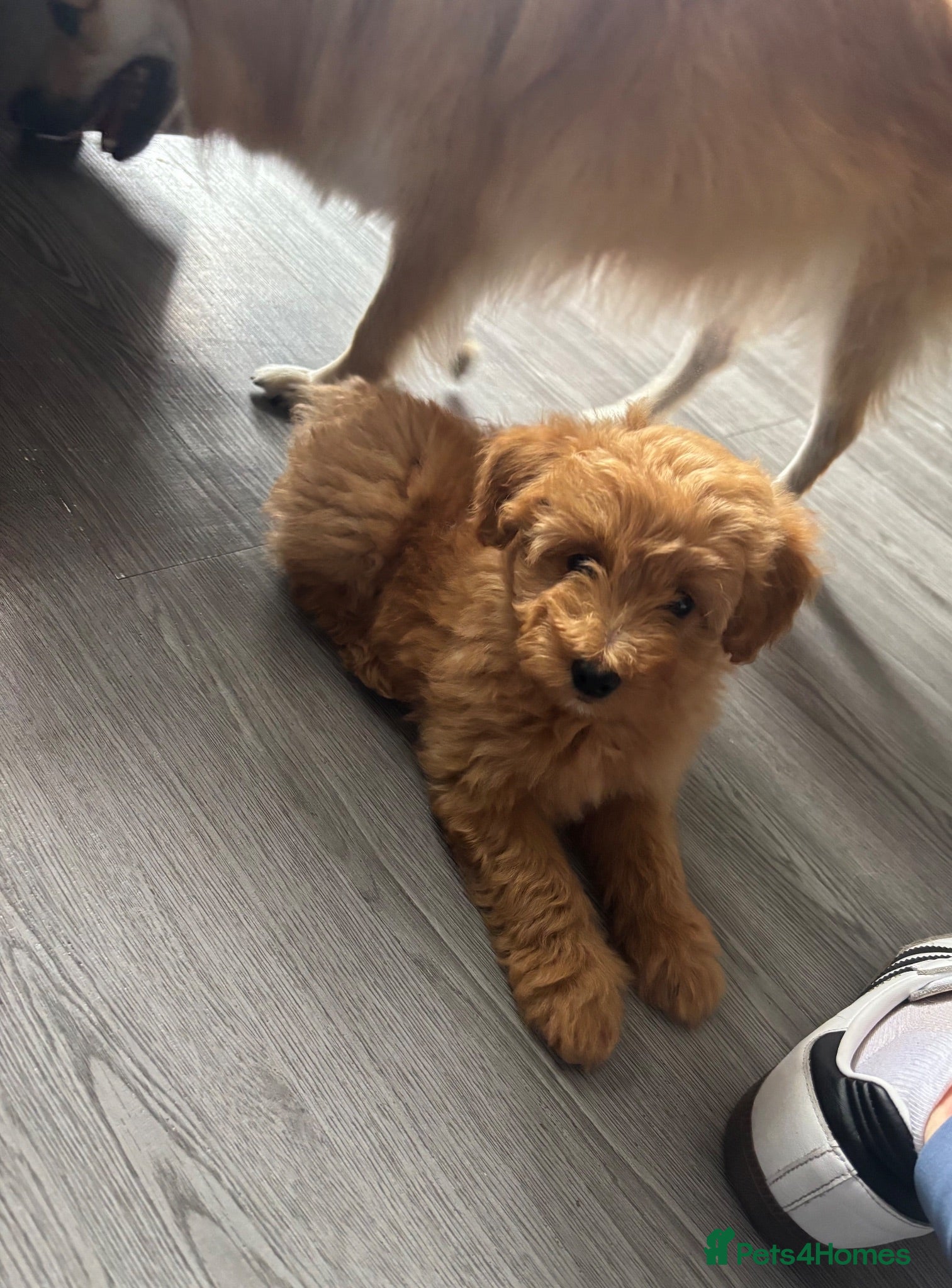 Mixed Breed dogs Gorgeous Spitzpoo Puppies 🐶 - Advert 12